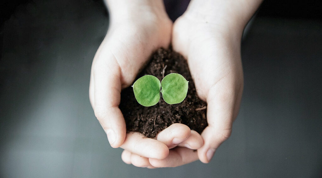 Mãos com uma planta