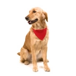 Coleira tipo bandana para cães impressa com logótipo Colors cor vermelho sexta vista