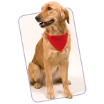 Coleiras bandana personalizáveis para animais cor vermelho